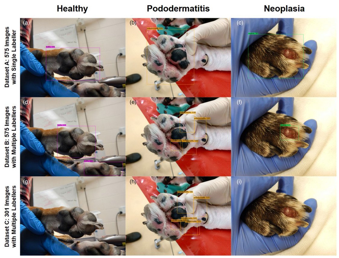 A computer vision system discriminates between healthy and unhealthy dog paws.