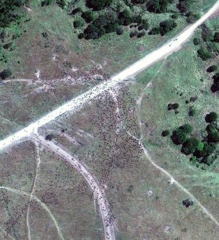 A satellite image capturing a herd of wildebeest migrating.
